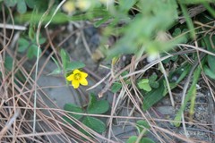 Oxalis corniculata
